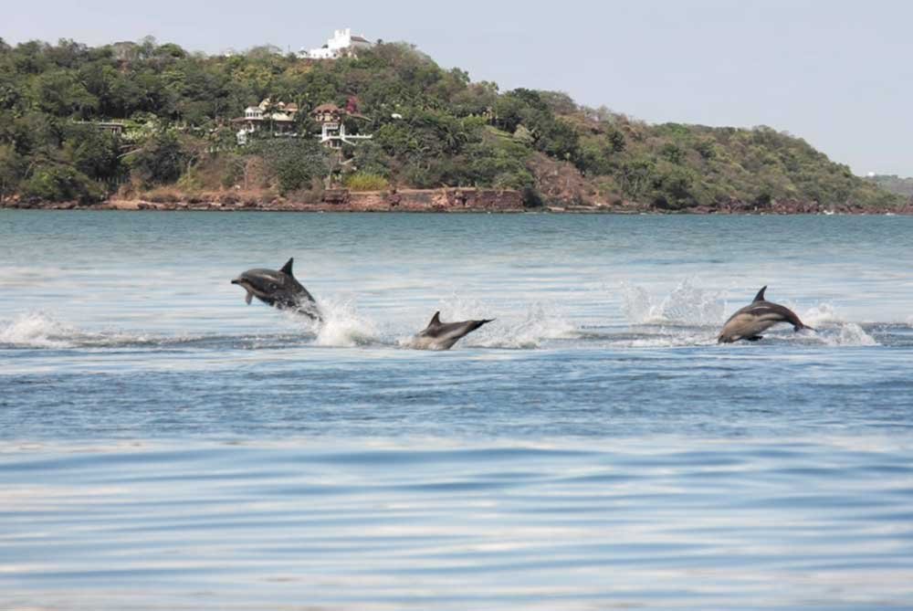 Dolphin-Trip-in-Goa